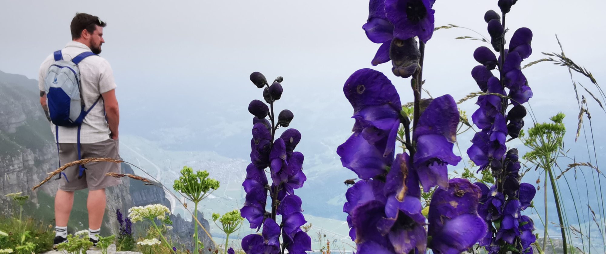 Ausblick mit Blumen Ausblick mit Blumen