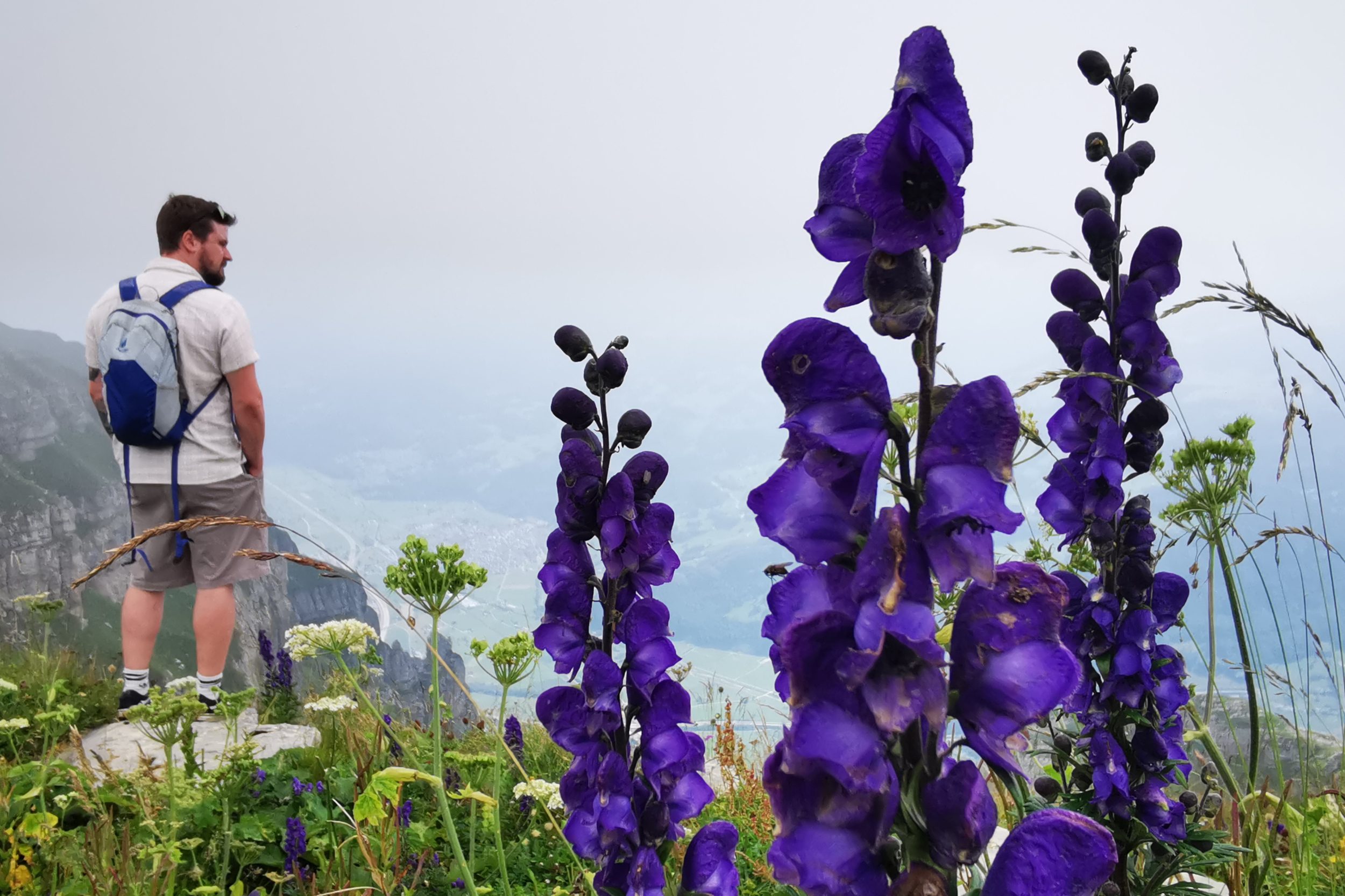 Ausblick mit Blumen Ausblick mit Blumen
